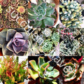 Fresh Succulent Cuttings Assorted Varieties 30 Pack | 1"-4" Succulent Plants for Gardening & Crafts