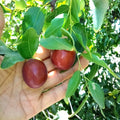 Autumn Beauty Jujube Tree Cutting 8" Thin for Grafting - Ziziphus jujuba