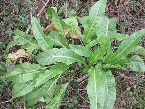 Live Plant - Curly Dock Rumex crispus Edible Perennial Herb for Gardens - Organic, Drought-Tolerant, Natural Landscaping