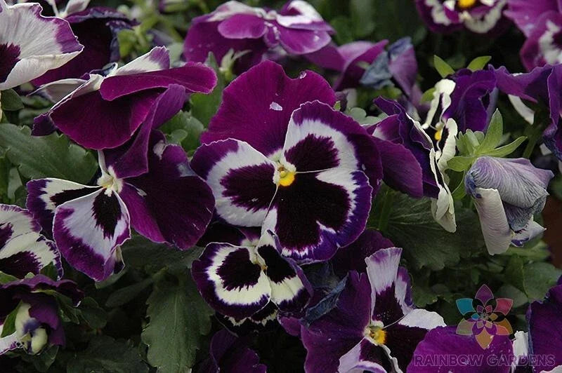 Viva La Violet Pansy Seeds - 200+ Viola tricolor Garden Seeds for Borders, Containers, Full Sun to Partial Shade