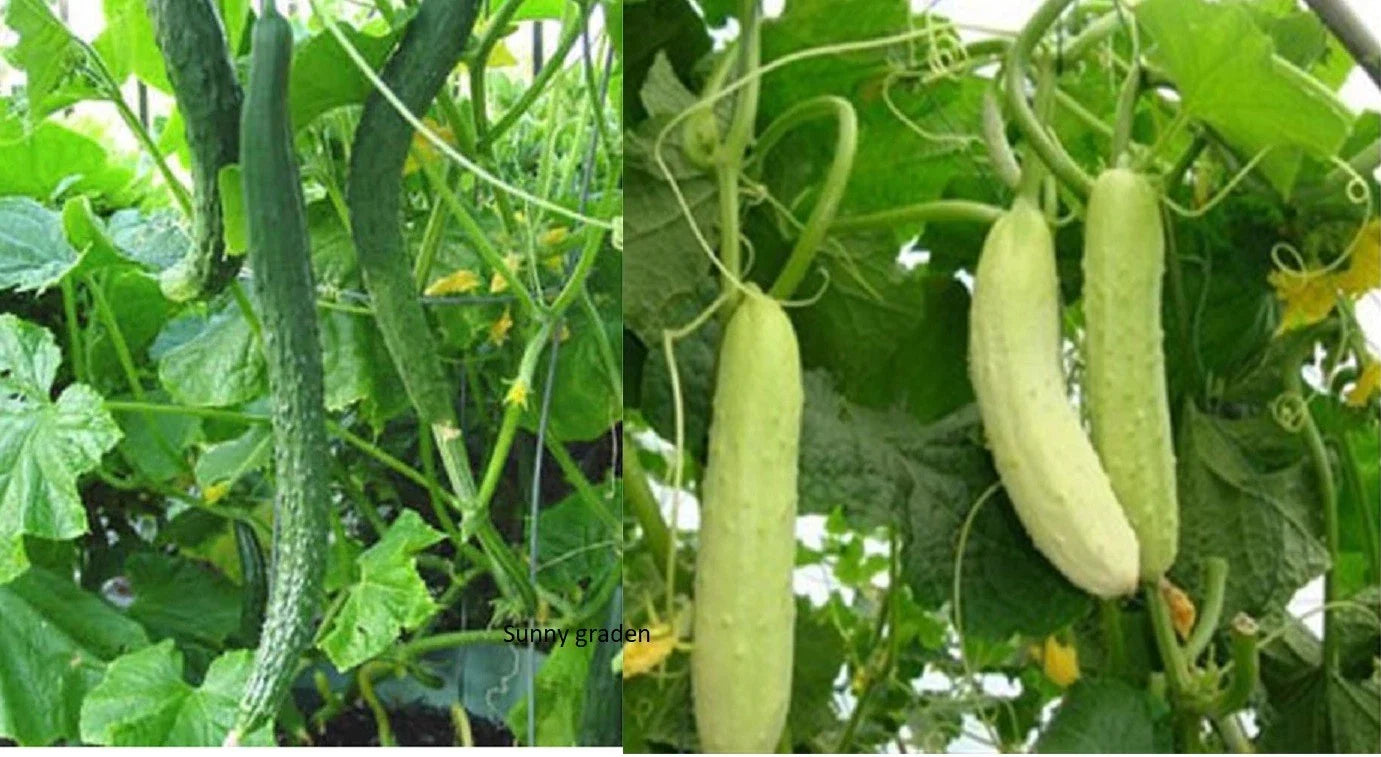 Chinese Tender Cucumber Seeds – Non-GMO Asian Variety with Long Spikes, Cucumis sativus, 20+ Seeds