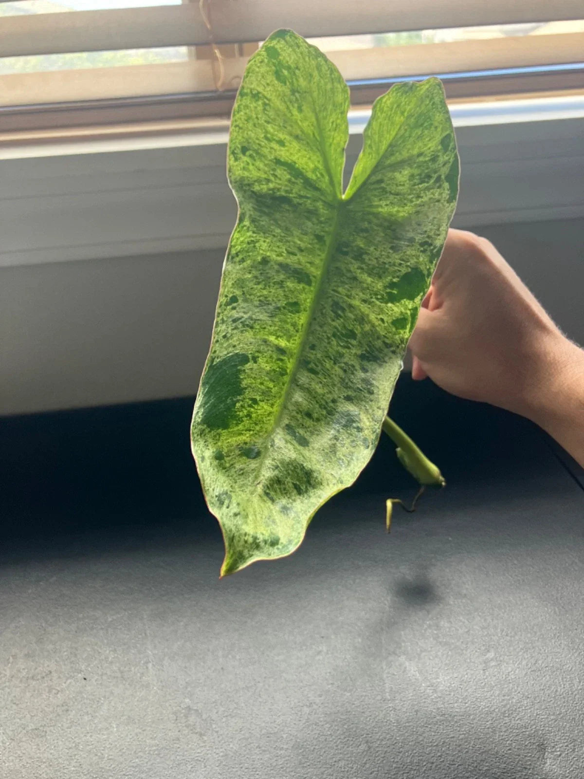 Philodendron Micans, Paraiso Verde, Scindapsus Cuttings – Rare Variegated Indoor Aroids for Propagation