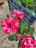Desert Rose Plant 1 Gallon Pot - Adenium obesum Triple Flowering Rare Branching Succulent
