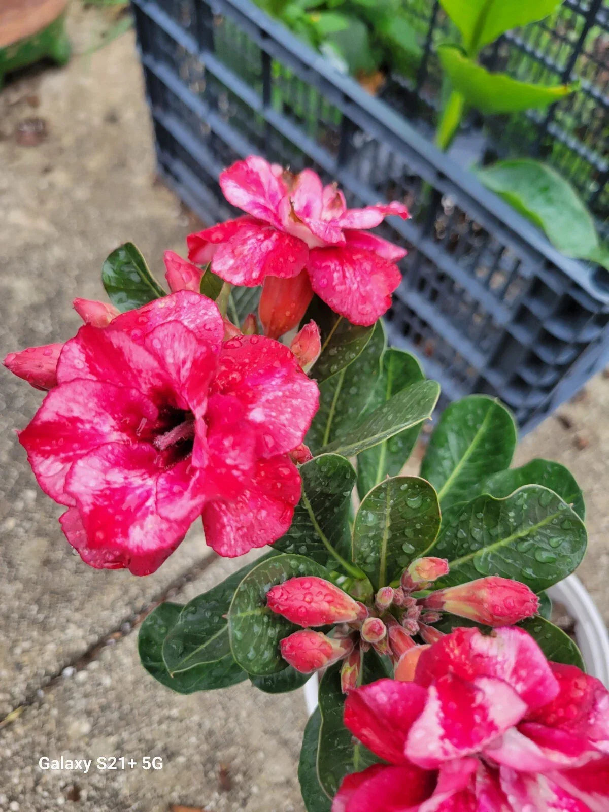Desert Rose Plant 1 Gallon Pot - Adenium obesum Triple Flowering Rare Branching Succulent