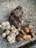 Indonesian Ginger Roots Set – Red, Black & Aromatic Zingiber officinale for Home Garden & Outdoor Planting