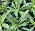 Culantro Seeds Pack of 1000+ | Recao, Long Coriander, Thai Parsley | Eryngium foetidum Herb Seeds