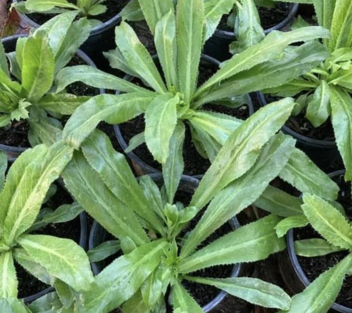 Culantro Seeds Pack of 1000+ | Recao, Long Coriander, Thai Parsley | Eryngium foetidum Herb Seeds