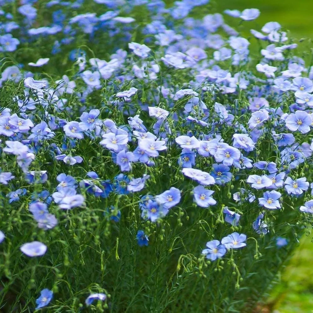 Blue Flax Seeds for Planting - 1 oz Pack - Blue Wildflower - Linum lewisii