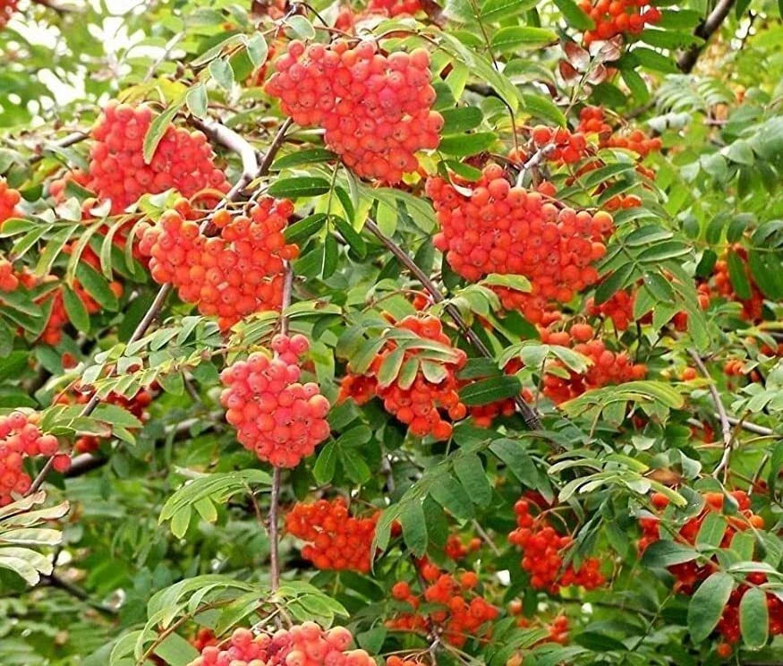 Mountain Ash Tree Seeds 50 Pack Sorbus aucuparia Red Berries Deciduous Garden Planting