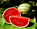 Crimson Sweet Watermelon Seeds - 25+ Non-GMO Heirloom Citrullus lanatus Garden Seeds for Home Growing
