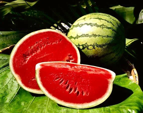Crimson Sweet Watermelon Seeds - 25+ Non-GMO Heirloom Citrullus lanatus Garden Seeds for Home Growing