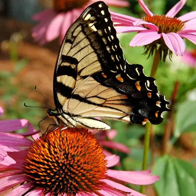 Hummingbird & Butterfly Wildflower Seed Mix – 200 Organic Nectar-Rich Seeds for Pollinators – Non-GMO Seed Packet