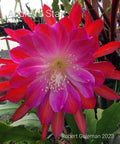 Epiphyllum Cutting Audrey's Star - Rare Orchid Cactus Unrooted for Propagation