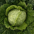 Savoy Perfection Cabbage Seeds – Non-GMO Heirloom Drumhead, Brassica oleracea var. capitata, Easy to Grow, Cool-Season, Compact Heads