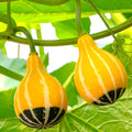 Bicolor Pear Ornamental Gourd Seeds – Yellow Green White – Cucurbita pepo – Decorative Fall Gourds for Garden & Crafts