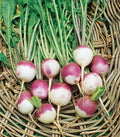American Purple Top Rutabaga Seeds - 500+ Heirloom Non-GMO Brassica napus for Home Gardening