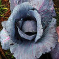 Red Acre Cabbage Seeds - Heirloom Brassica oleracea, Pack of 25+ Seeds, Vibrant Red Heads, Healthy Veggie for Salads & Cooking