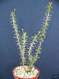 Euphorbia guillemetii Hybrid Succulent Plant in 4" Pot, Rare Varietal, Drought-Tolerant Indoor Houseplant