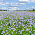 Blue Flax Seeds - 1000+ Native Wildflower Perennial - Linum lewisii - Drought Tolerant Summer Garden Planting