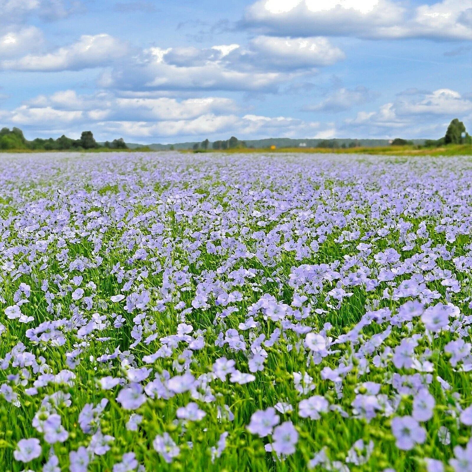 Blue Flax Seeds - 1000+ Native Wildflower Perennial - Linum lewisii - Drought Tolerant Summer Garden Planting