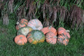 Organic Prism Pumpkin Seeds - Heirloom Cucurbita pepo, 10 Pack, USA Grown, Vining, Non-GMO, Perfect for Home Gardens