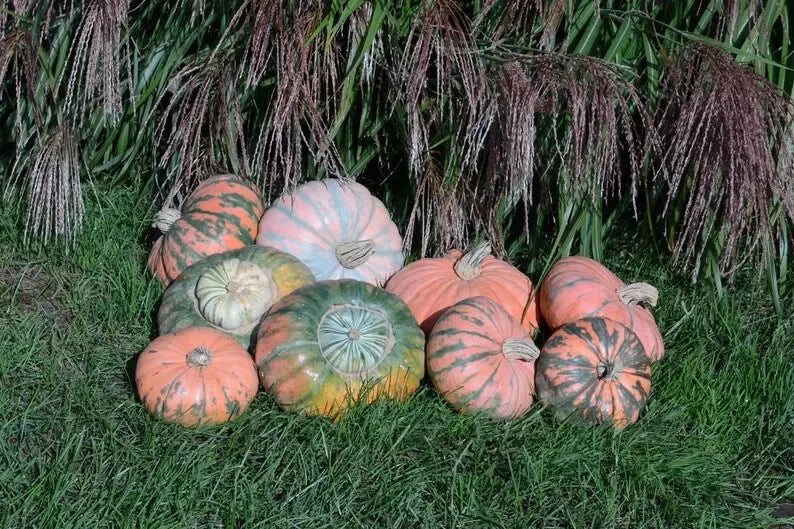 Organic Prism Pumpkin Seeds - Heirloom Cucurbita pepo, 10 Pack, USA Grown, Vining, Non-GMO, Perfect for Home Gardens