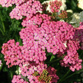 Yarrow Seeds Cerise Queen, Perennial, Non-GMO, Achillea millefolium, Vibrant Pink Flowers, Pollinator Attractant, Cut Flowers, 500 Seeds