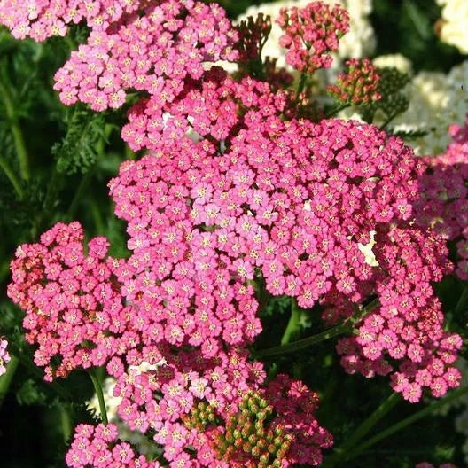 Yarrow Seeds Cerise Queen, Perennial, Non-GMO, Achillea millefolium, Vibrant Pink Flowers, Pollinator Attractant, Cut Flowers, 500 Seeds