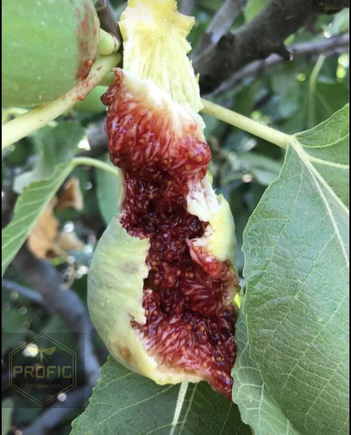 Fig Tree Cuttings - White Adriatic Ficus carica - 5 Propagation Cuttings for Growing Figs