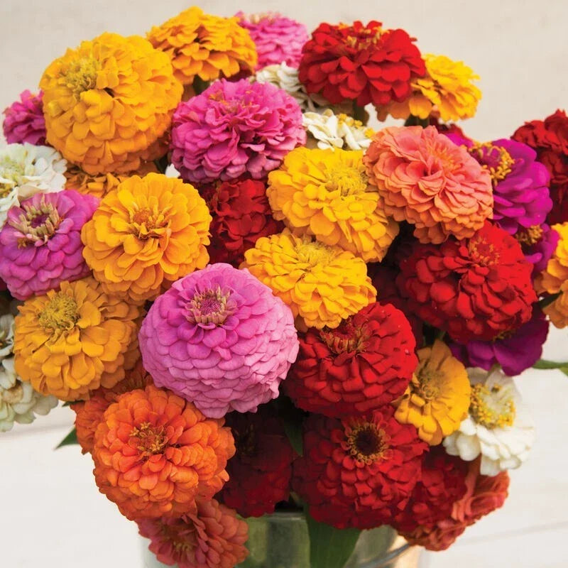 Zinnia Seeds - 100+ Oklahoma Mix Flower Seeds for Garden Beds & Containers - Zinnia elegans, Vibrant Colorful Blooms