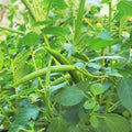 Molokhia Seeds - Egyptian Spinach - Corchorus Olitorius - Annual Leafy Green for Gardening & Farming