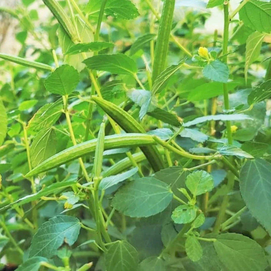 Molokhia Seeds - Egyptian Spinach - Corchorus Olitorius - Annual Leafy Green for Gardening & Farming
