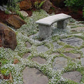 Snow in the Summer Seeds - Ground Cover with White Flowers - Cerastium tomentosum - 500+ Seeds, Drought-Resistant, Made in USA