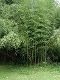 Mosso Bamboo Roots - 2 Plantable Root Sections - Phyllostachys edulis for Gardens & Landscaping