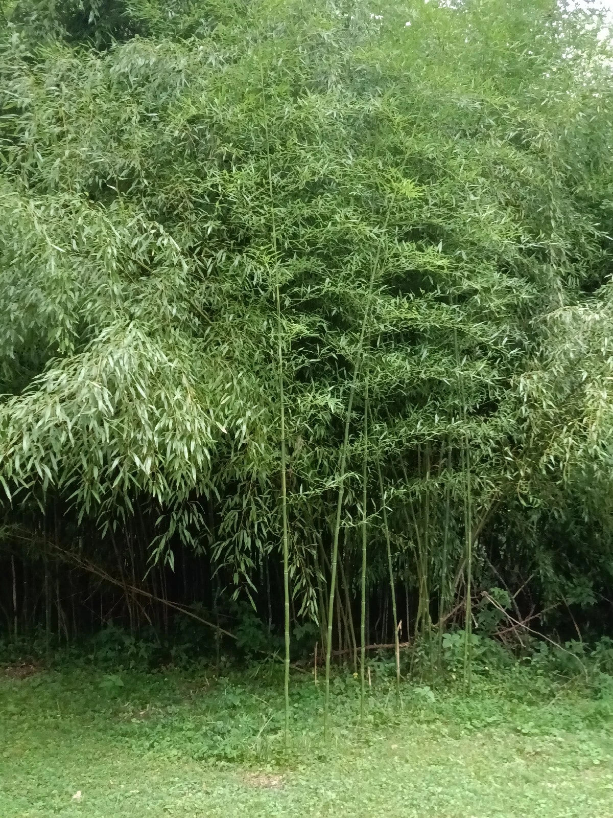Mosso Bamboo Roots - 2 Plantable Root Sections - Phyllostachys edulis for Gardens & Landscaping
