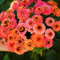 Pumila Salmon Zinnia Seeds - 100+ Pack, Zinnia elegans, Vibrant Flowering Annual for Garden, Borders & Containers