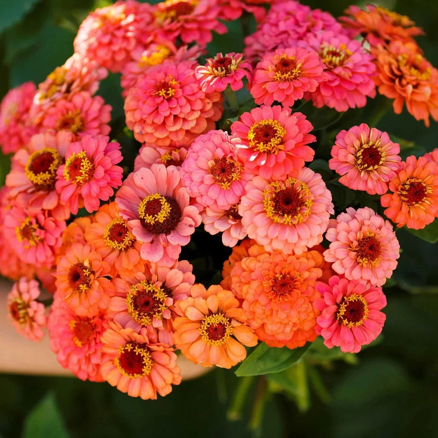 Pumila Salmon Zinnia Seeds - 100+ Pack, Zinnia elegans, Vibrant Flowering Annual for Garden, Borders & Containers