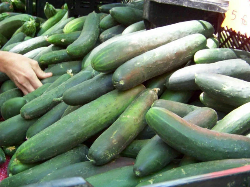 Straight Eight Slicing Cucumber Seeds - 100+ Heirloom Cucumis sativus for Home Garden, Vining, Crisp, Green