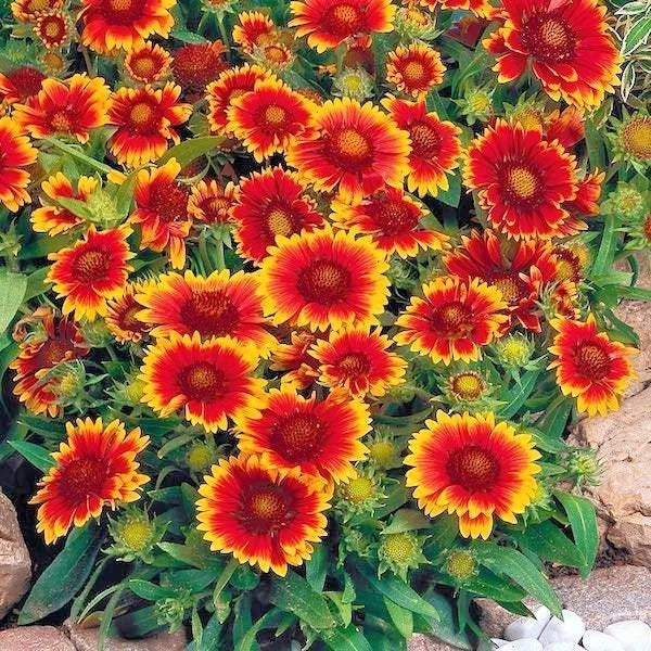 Blanket Flower Seeds - 201+ Count, Drought Tolerant Perennial, Gaillardia aristata, Native Wildflower for Containers & Gardens