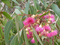 Large Fruited Gum Seeds Pack - Eucalyptus leucoxylon - Australian Native Tree Seeds for Planting