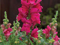 Candy Tops Pink Snapdragon Seeds - 1000+ Count, Antirrhinum majus, Garden Flower, Pink Blooms, Easy Grow, Full Sun, Non-GMO