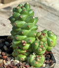 Rare Monadeniun Ritchieii Pinecone Cactus - 4" Succulent Indoor Garden Decor, Unique Drought-Tolerant Plant