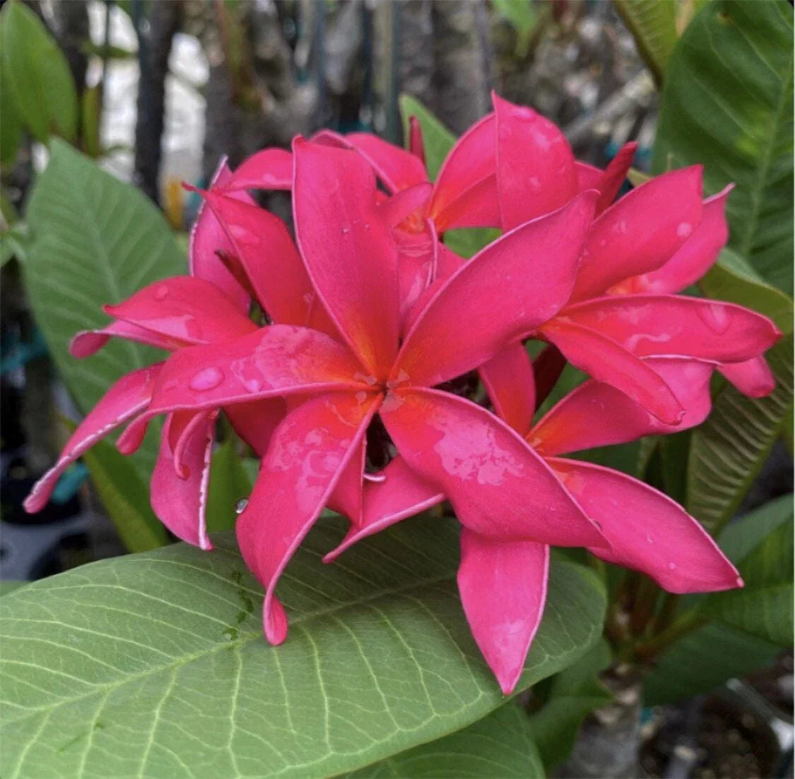Rooted Plumeria Cutting 16" Fuchsia Queen - Tropical Plumeria rubra Plant
