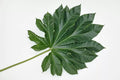 Giant Rice Paper Plant Seeds - Tetrapanax papyrifer - Tropical Foliage Garden Starter - 5 Seeds