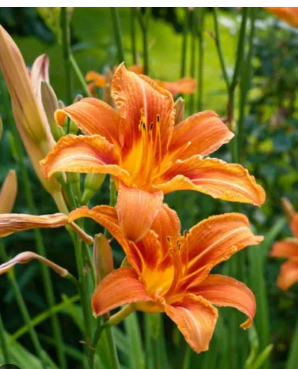 Daylily Plants Orange Big Roots Tawny 'Ditch Lily' Hemerocallis fulva Free Shipping