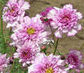 Double Click Rose Bon Bon Cosmos Seeds - 200+ Colorful Annual Flower Seeds for Garden, Cosmos bipinnatus