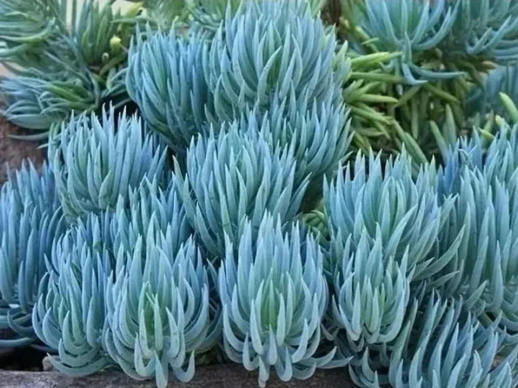 Senecio Mandraliscae Blue Chalk Sticks Succulent Plant Cuttings – 6 Healthy Propagation Cuttings for Indoor & Outdoor Gardens