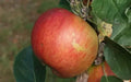 Organic King's Acre Pippin Apple Seeds – Malus domestica, 25+ Non-GMO Seeds for Home Garden Planting