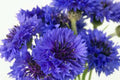 Bachelor Button Seeds Tall Blue Centaurea cyanus, 50 Pack, Vibrant Blue Flowers for Garden & Cut Arrangements