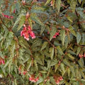 Angel Wing Begonia Medora Rooted Starter Plant – Compact Indoor Houseplant, Begonia coccinea, Easy Care, Vibrant Foliage